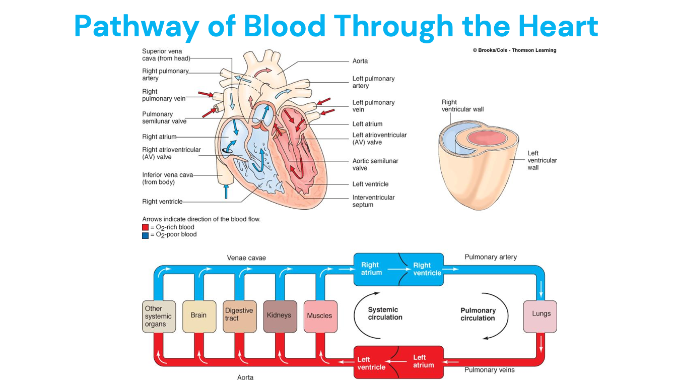 <ul><li><p>AV and SL valves close and open at the same time&nbsp;</p></li><li><p>Left side of heart failures:</p><ul><li><p>Blood backs up = wet lungs </p></li></ul></li></ul><p></p>