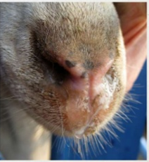 <p>Respiratory disease in sheep and goats refers to various infections and conditions affecting their respiratory system, often caused by pathogens such as bacteria or viruses, resulting in symptoms like coughing, nasal discharge, and difficulty breathing. treat with antibiotics - penicillin, or tetracycline, and anti-inflammatory drugs. </p>