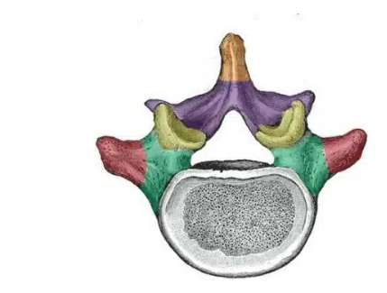 <p>(orange structure)</p>