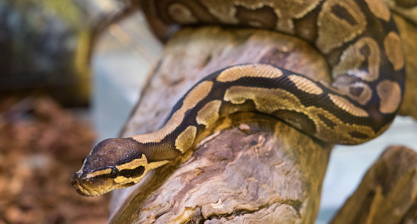 Ball Python