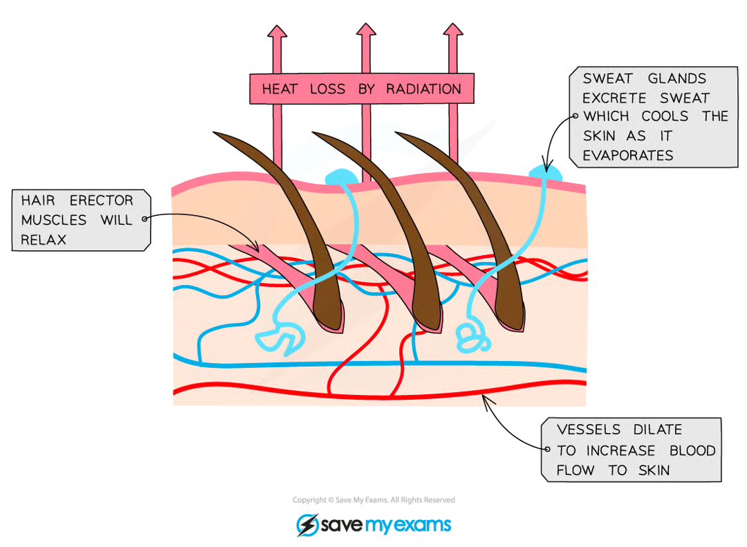 <ul><li><p>vasodilation of skin capillaries</p><ul><li><p>Heat exchange (both during warming and cooling) occurs at the body's surface as this is where the blood comes into closest proximity to the environment</p></li><li><p>One way to <strong>increase heat loss</strong> is to supply the <strong>capillaries</strong> in the skin with a <strong>greater volume of blood</strong>, which then loses heat to the environment via <strong>radiation</strong></p></li><li><p><strong>Arterioles</strong> (small vessels that connect arteries to capillaries) have muscles in their walls that can relax or contract to allow more or less blood to flow through them</p></li><li><p>During <strong>vasodilation</strong>, these muscles <strong>relax</strong>, causing the arterioles near the skin to <strong>dilate</strong> (get wider) and allowing more blood to flow through capillaries</p></li></ul></li><li><p><strong>Sweating</strong></p><ul><li><p>Sweat is secreted&nbsp;by sweat glands</p></li><li><p>This cools the skin by evaporation&nbsp;which uses heat energy from the body to convert liquid water into water vapour</p></li></ul></li><li><p><strong>Flattening of hairs</strong></p><ul><li><p>The hair erector muscles in the skin <strong>relax</strong>, causing hairs to lie <strong>flat</strong></p></li><li><p>This stops them from forming an insulating layer by trapping air and allows air to circulate over the skin and allows heat to leave by <strong>radiation</strong></p></li></ul></li></ul><p></p>