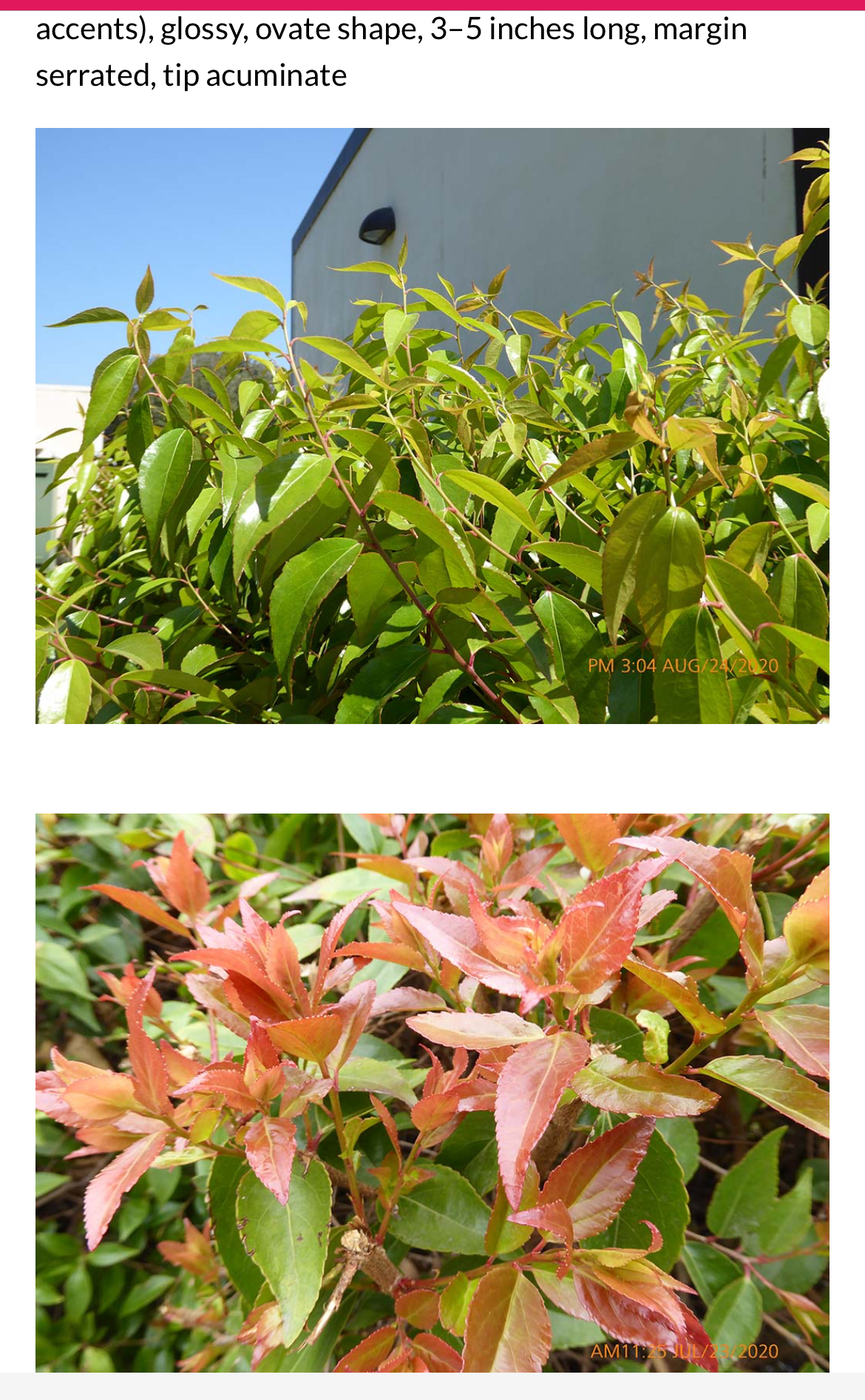 <p>Xylosma congesta</p>