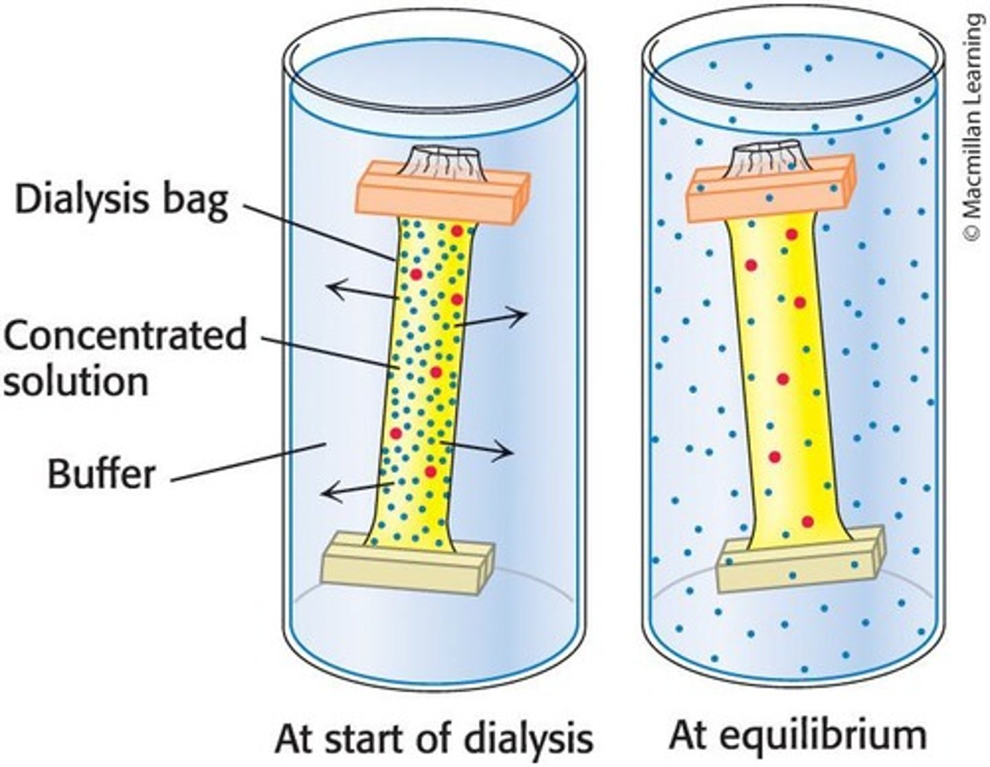 <p>A method to separate proteins from small molecules by using a semipermeable membrane.</p>