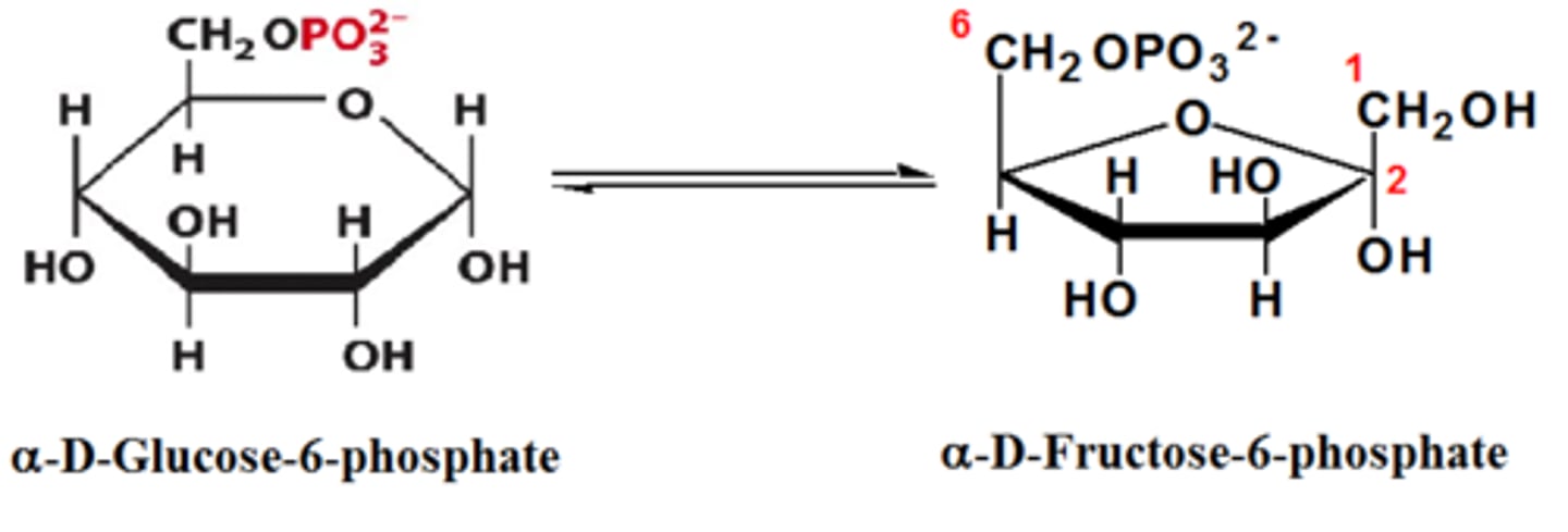 <p>turns glucose-6-phosphate to fructose-6-phosphate</p>