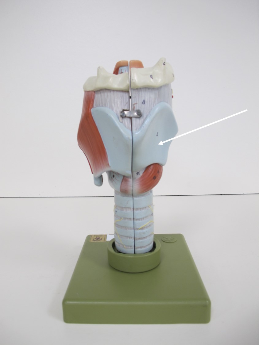 <p>kraakbenig deel van larynx</p>