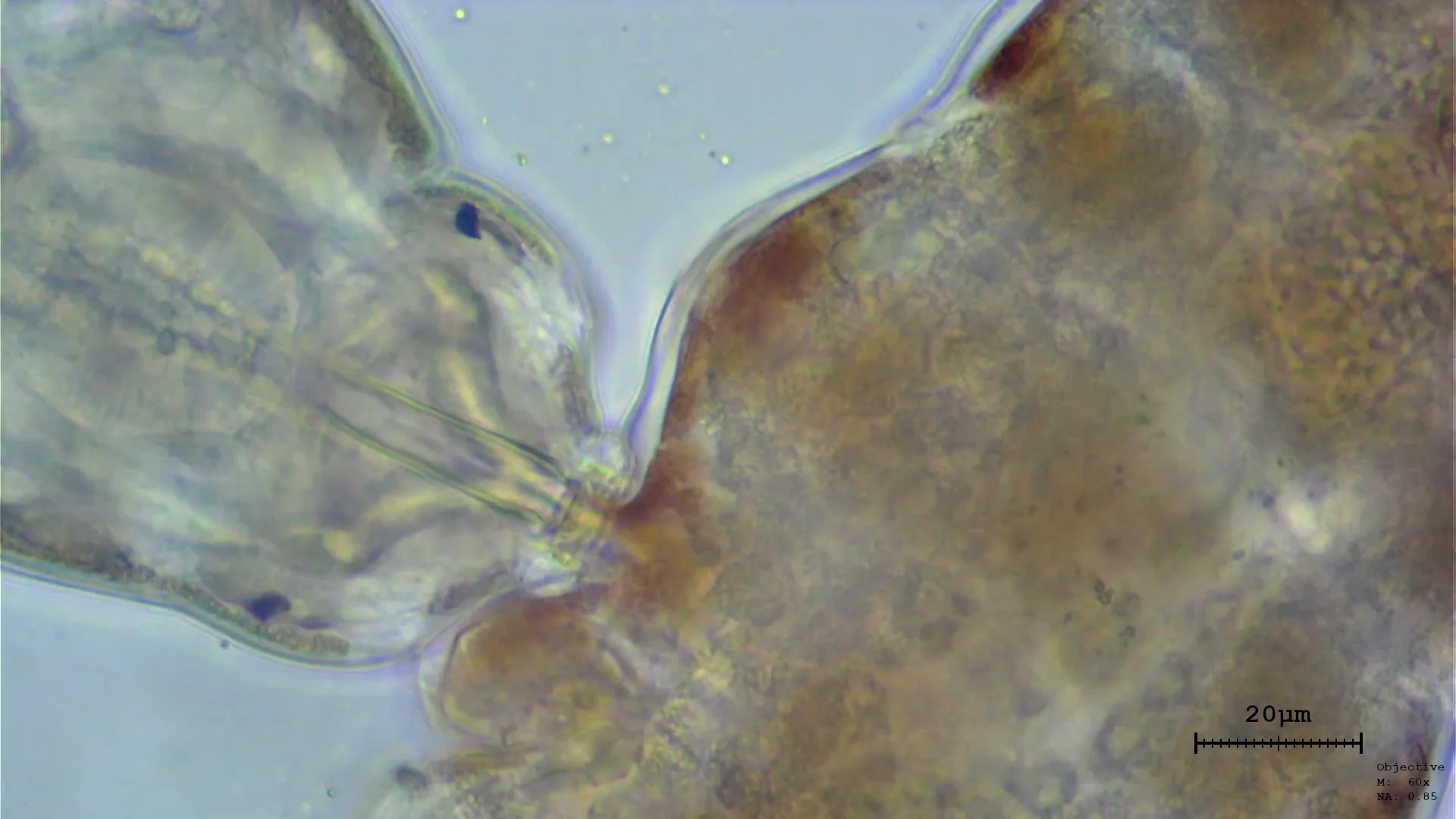 <p><span>Tardigrades feed on plants, algae, or small animals. Plant cells are pierced with a chitinous stylet and the cellular contents are then sucked into the gut by the muscular pharynx</span></p>