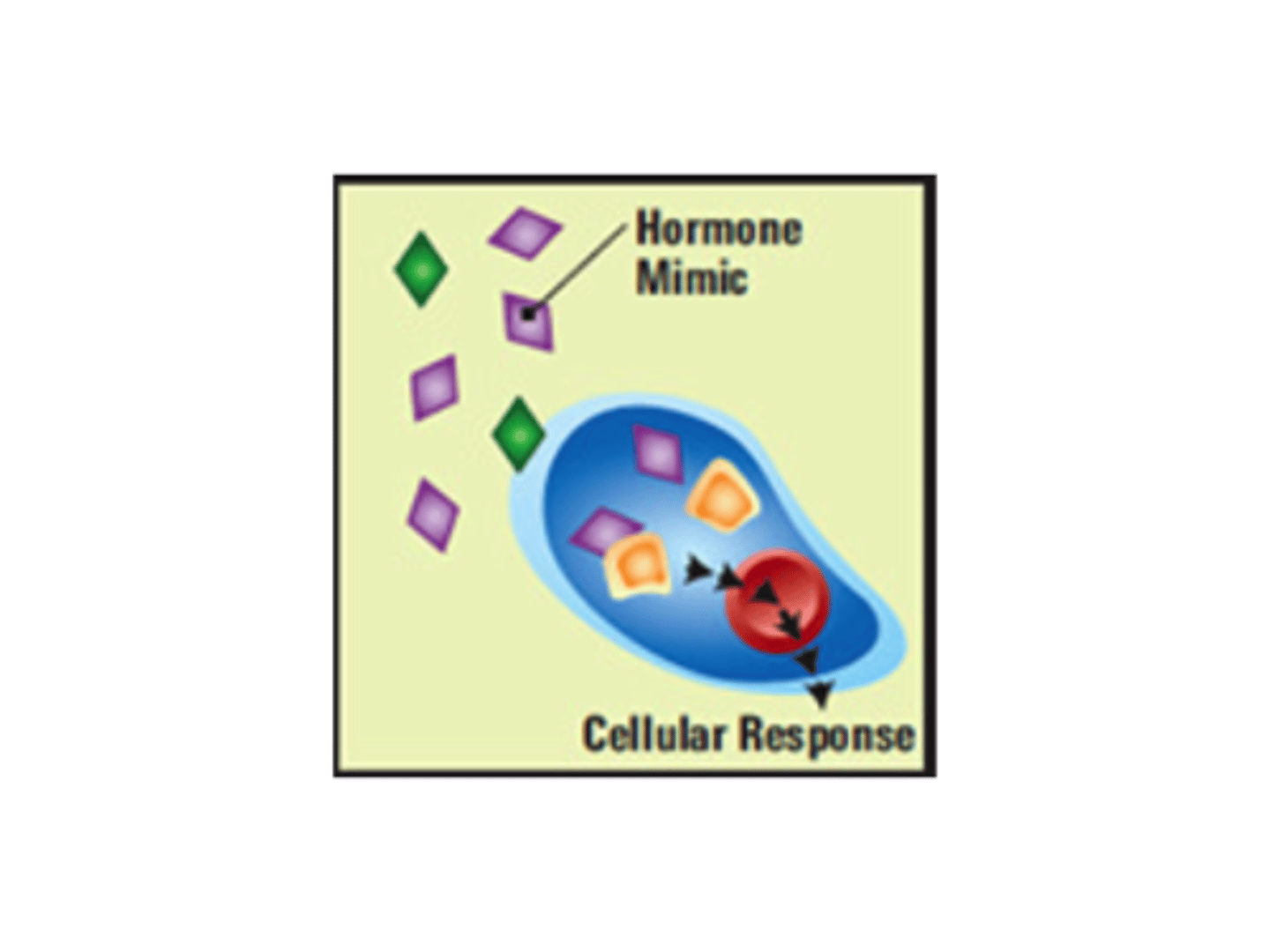 <p>chemicals that interfere with endocrine (hormonal) systems of animals. Endocrine disruptors bind to cell receptors meant for natural hormones, either blocking or amplifying the effects of the hormone.</p>