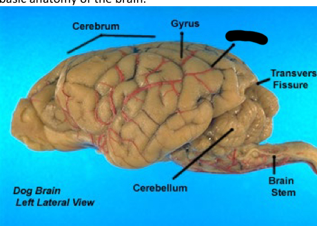 term image