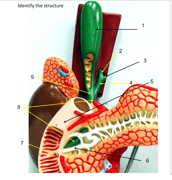 complete the path of bile 