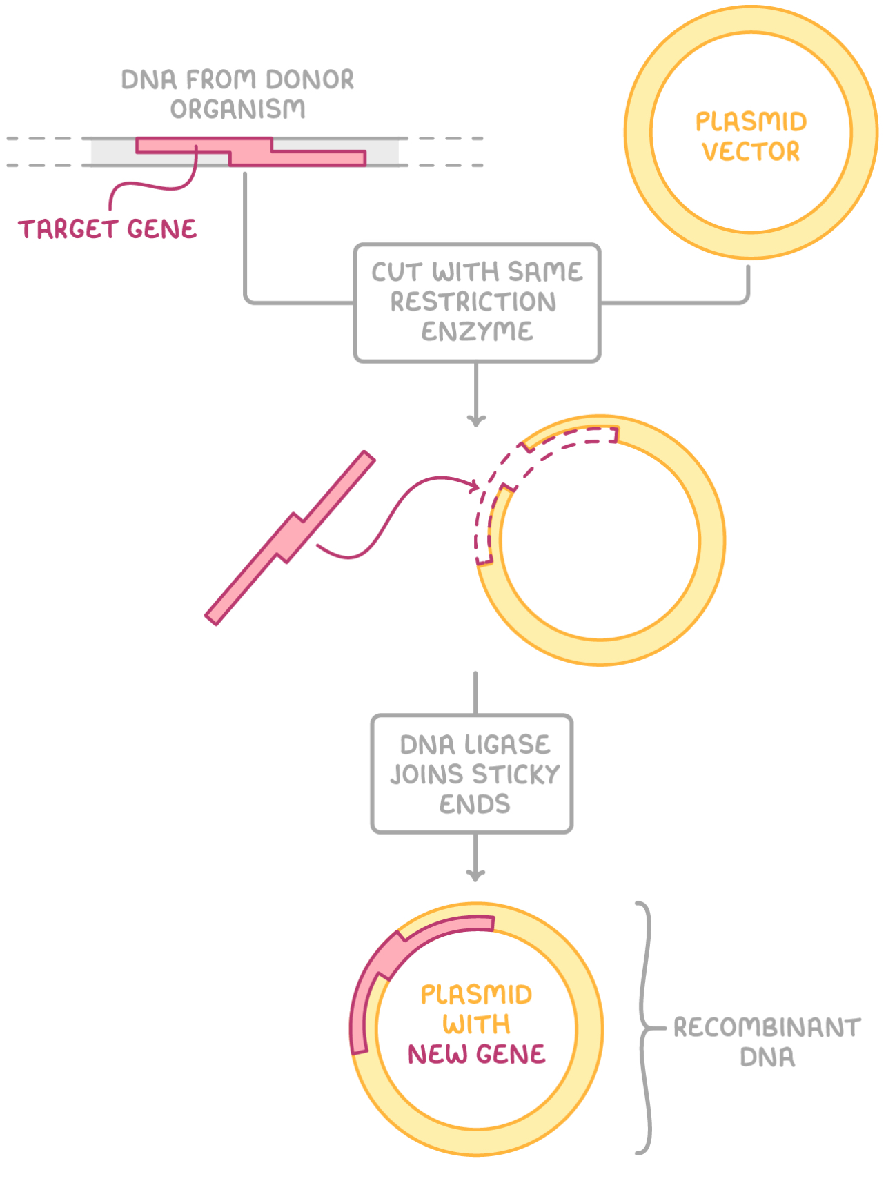 <ol><li><p>cut vector at a specific site using same restriction enzyme to create complementary sticky ends </p></li><li><p>DNA ligase forms phosphodiester bonds between sugar and phosphate groups on the two strands of DNA joining the sticky ends together </p></li><li><p>Forms recombinant FNA </p></li></ol>