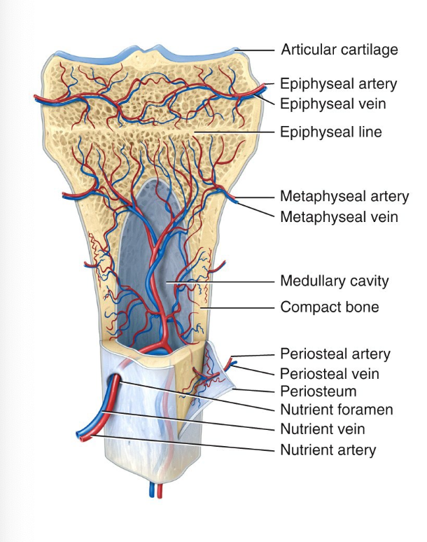 <p>Periosteal arteries enter diaphysis through Volkmann’s canal and are accompanied by periosteal veins</p><p>Nutrient arteries enter the center of diaphysis through nutrient foramen. Exist via same canal</p><p>Nerves accompany blood vessels (periosteum is rich in nerves)</p>