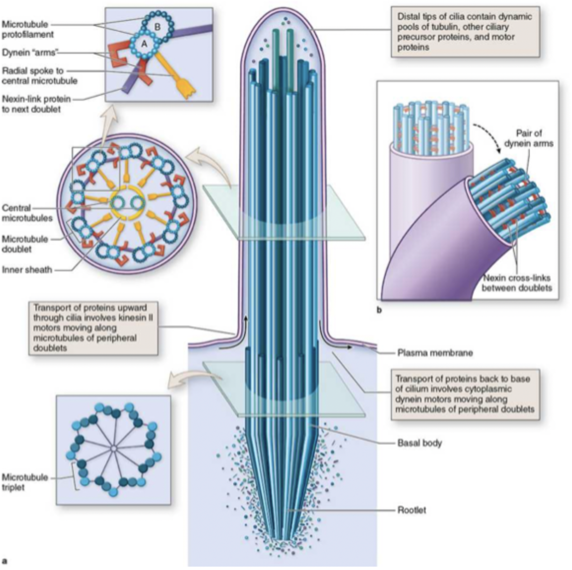 <p>move mucus and other substances</p>