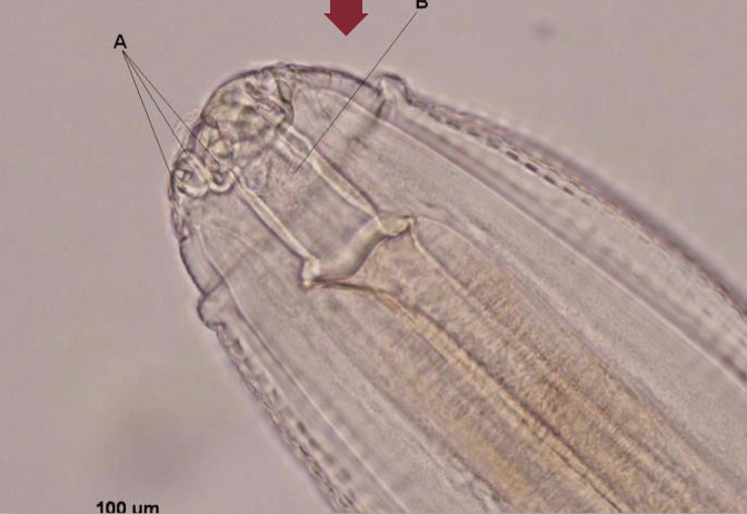 <p>Identify the parasite.</p>