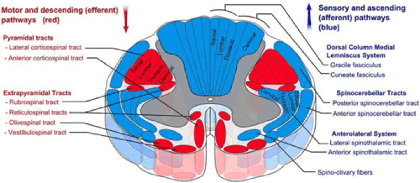 <p>2 neuron system (mostly):</p><p>-Receptor and an axon with its cell body in a spinal ganglion</p><p>-Second neuron which runs as the spinocerebellar pathway bilaterally in the lateral funiculi of the spinal cord to the ipsilateral cerebellum</p><p>-Input from the head comes via cranial nerves V and VIII</p>