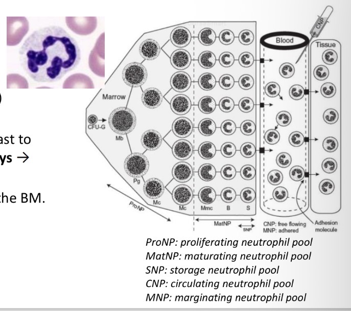 <p>Mature in bone marrow 5-7d </p><p>Short half life in blood </p><p>Migrate to tissues for function </p><p>Die or lost across mucosal surface </p>