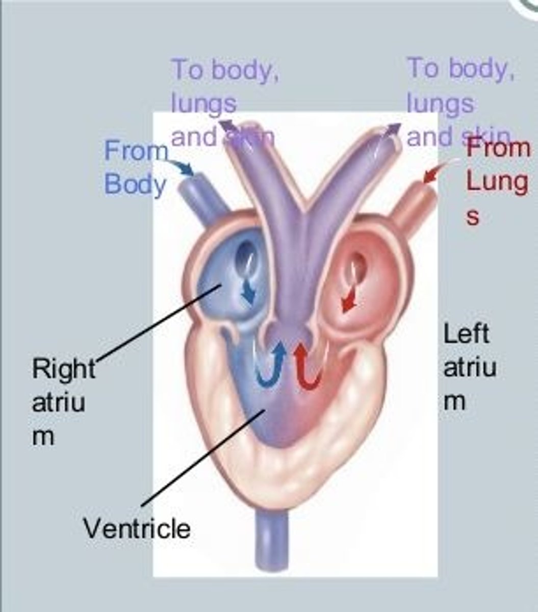 <p>three chambered heart</p>