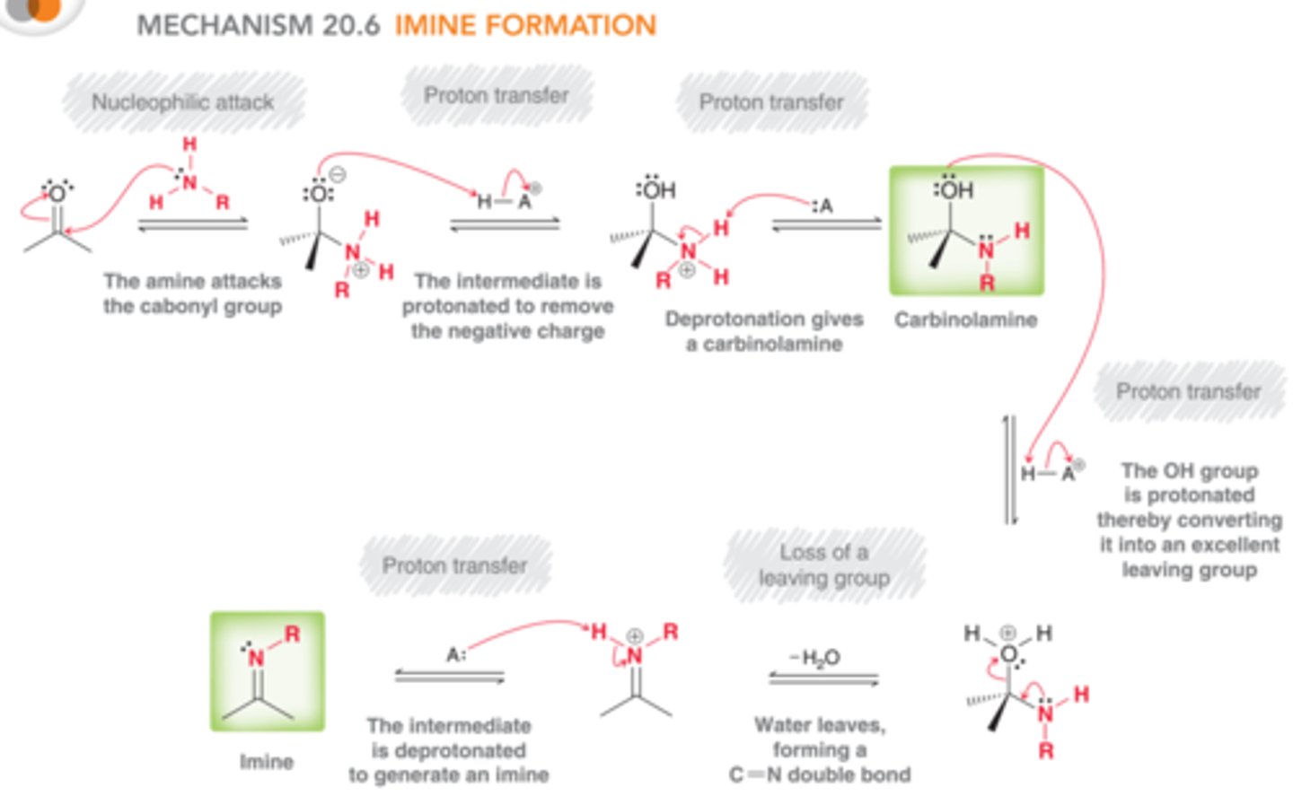 <p>Usually protonation is first step</p>