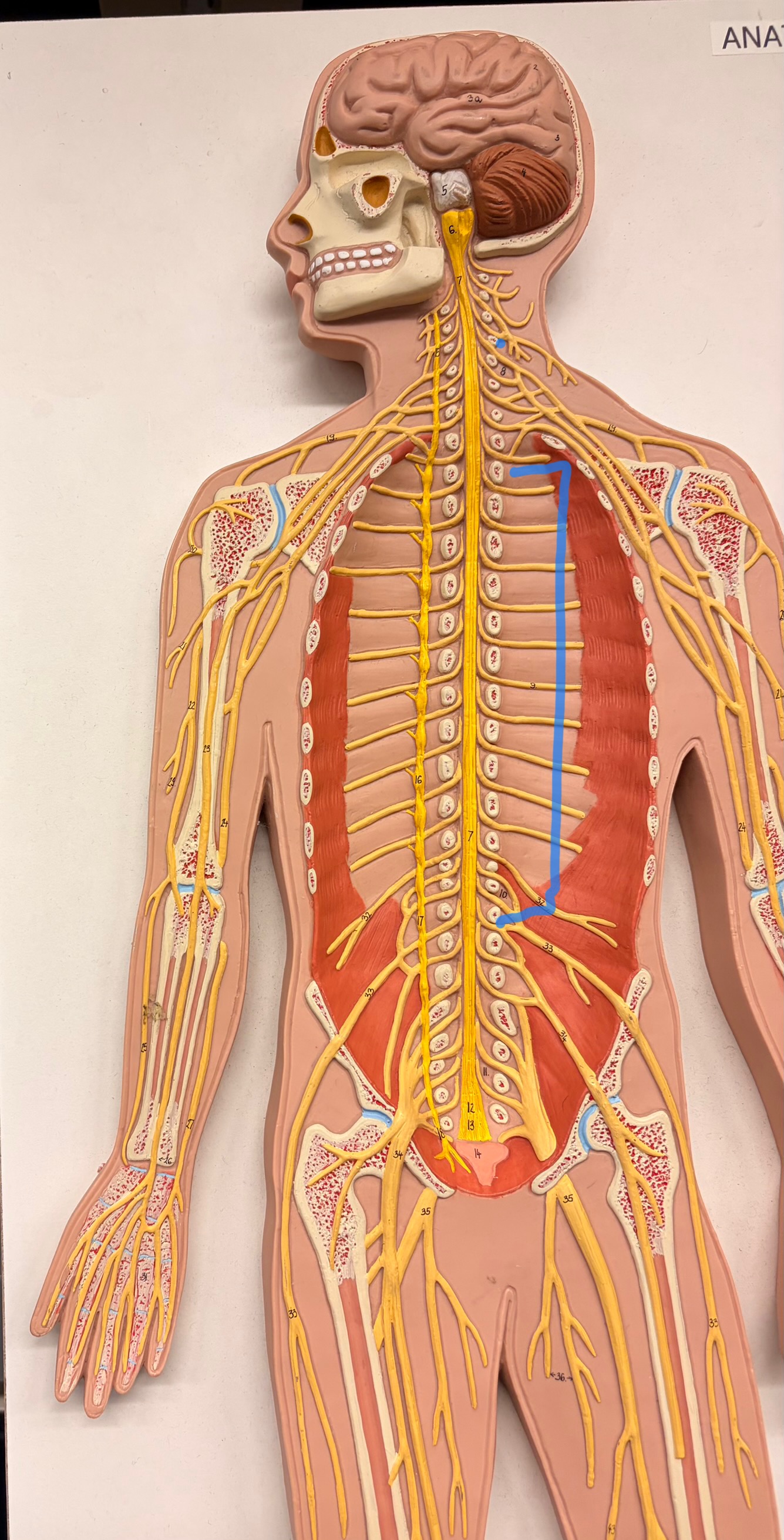 knowt flashcard image