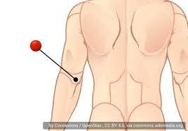 <p>what is the anatomical name for this part?</p>