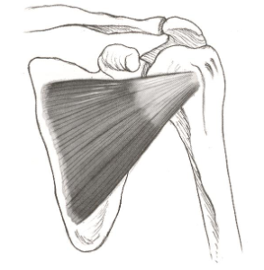 <p><strong>Origin</strong>: subscapular fossa</p><p><strong>Insertion</strong>: lesser tuberosity</p><p><strong>Action</strong>: internal rotation, stabilizes head of humerus in glenoid fossa</p>