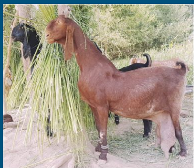<ul><li><p>Dancing goats of Pakistan </p></li></ul>