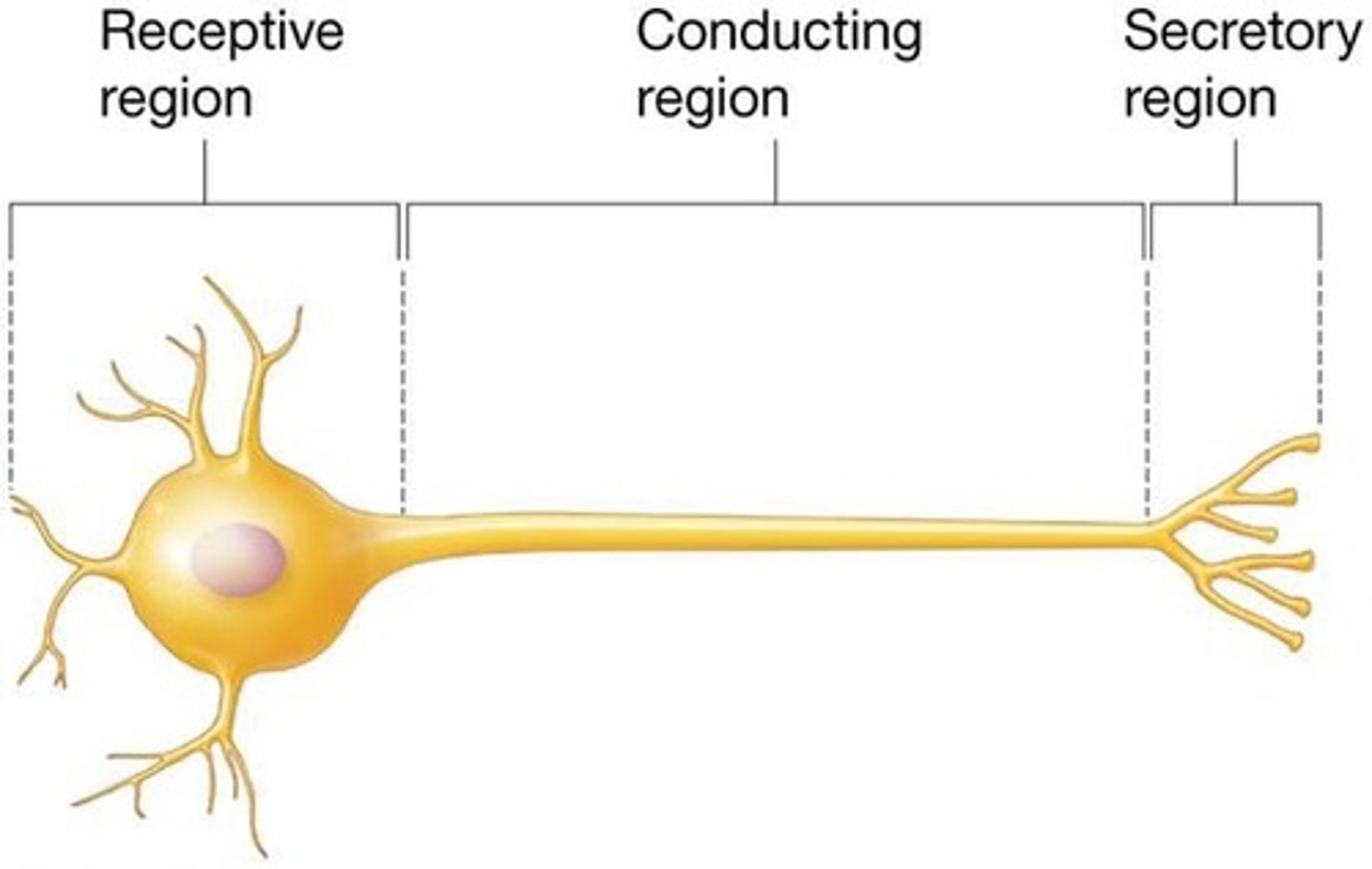 <p>1. Receptive region (dendrites and cell body), 2. Conducting region (axon), 3. Secretory region (axon terminal).</p>
