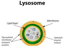 Organelle that contains digestive enzymes that breakdown unwanted substances in the cell

