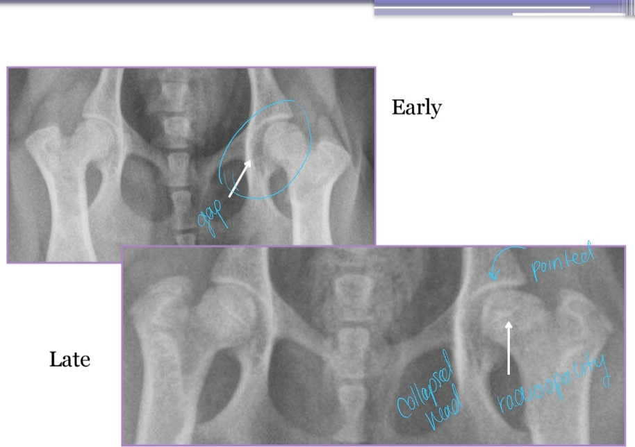 <p><span style="background-color: transparent;"><strong><span>Legg-Calve-Perthes</span></strong></span></p>