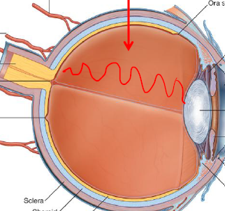 <p>Describe this chamber</p>