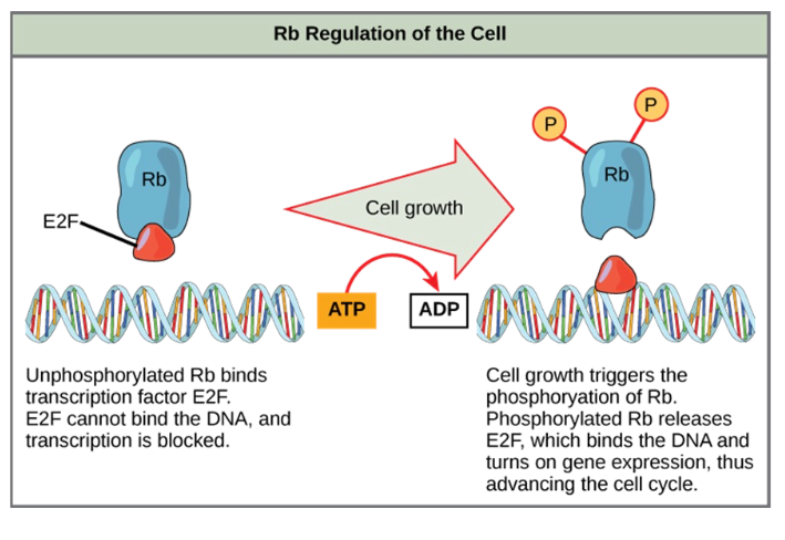 <p>• The best understood are retinoblastoma protein (Rb), p53, and p21</p><ul><li><p><strong>Rb, p53, and p21</strong> proteins act as <strong>brakes</strong>.</p></li><li><p>They <strong>stop division</strong> if DNA is damaged or conditions are bad.</p></li><li><p>If these regulators fail, cells can divide uncontrollably (cancer).</p></li></ul><p class="p1">• These act primarily at the G<span style="line-height: normal;">1</span> checkpoint</p><ul><li><p class="p1"> 1. p53<br>  • Detects DNA damage<br>  • halts the cell cycle and then recruits specific enzymes to repair the DNA.</p></li><li><p class="p1">if the DNA cannot be repaired, p53 can trigger apoptosis, or cell suicide, to prevent the duplication of damaged chromosomes.<br>- Stimulates p21<br> 2. p21</p></li><li><p class="p1">-enforces the halt in the cycle dictated<br>  • Blocks Cdk/cyclin complexes<br> 3. Rb</p><ul><li><p class="p1">Monitors cell size and regulates cell cycle progression at G1.<br>  • Binds E2F (gene expression blocker)<br>  • Releases E2F when phosphorylated → S-phase transition</p></li></ul></li></ul><p></p>