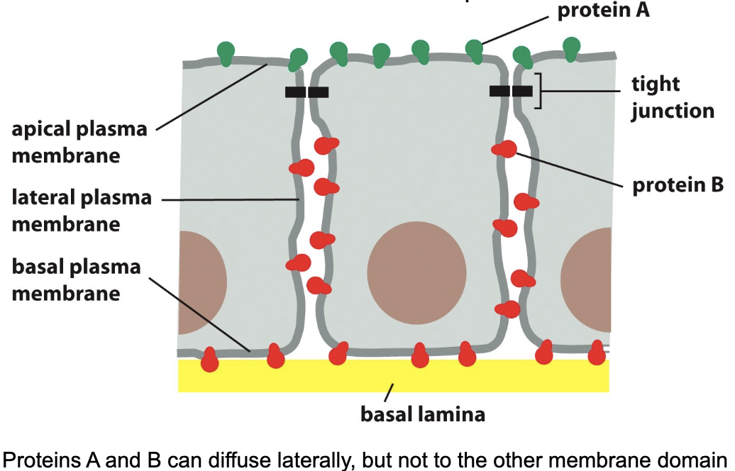 <ul><li><p>preserve the asymmetric distribution of membrane proteins</p></li></ul><p></p>