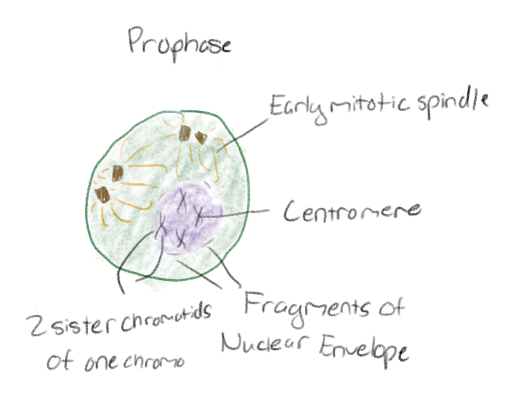 <p>Nuclear envelope begins to break down</p><p>Chromosomes condense</p><p>Spindle fibers appear</p><p>Centrosomes begin to move towards opposites poles</p>