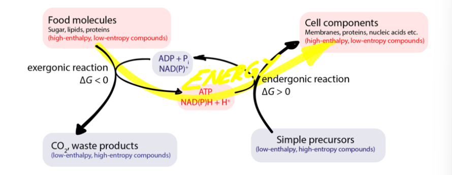 <ul><li><p>Breakdown of cellular constituents such as the hydrolysis of glucose</p></li><li><p>Decrease in order and increase in entropy</p></li><li><p>Exergonic&nbsp;</p></li><li><p>Release free energy</p></li><li><p>Can be aerobic or anaerobic</p></li></ul><p></p>