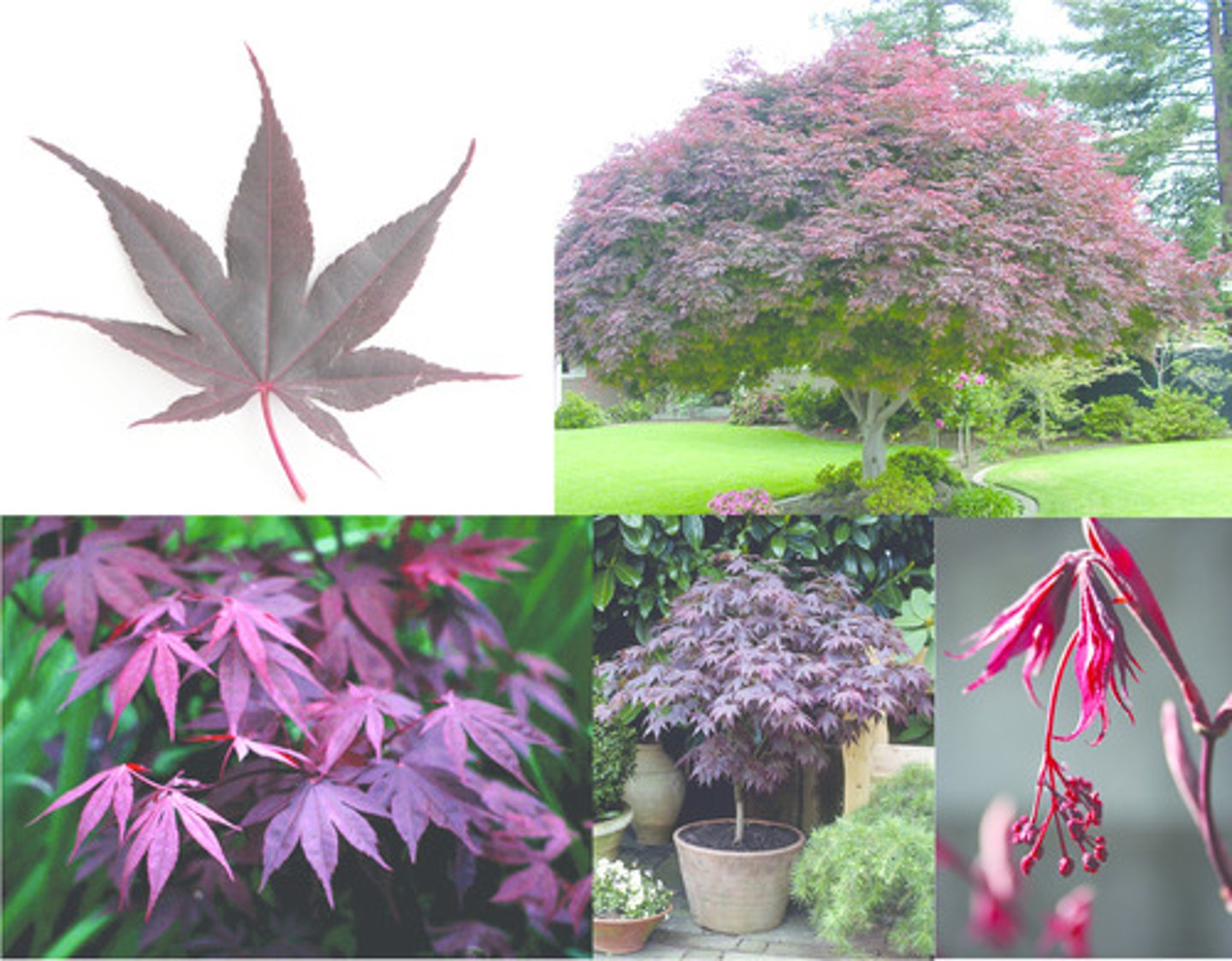 <p>1'. Angiosperms</p><p>----------------</p><p>10'. Leaves simple</p><p>----------------</p><p>23. Leaves opposite or appearing opposite but actually alternate (sub-</p><p>opposite)</p><p>----------------</p><p>24. Leaves lobed</p><p>----------------</p><p>25'. Lower leaf surface green</p><p>----------------</p><p>26. Leaf lobes 5-7, very deeply lobed</p>