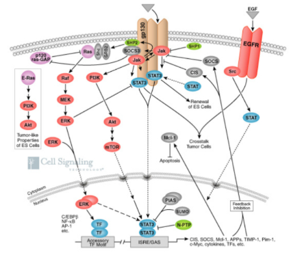 <ul><li><p><span style="background-color: transparent;">estrogen, testosterone are lipid soluble (cell membrane is made of lipids)</span></p></li><li><p><span style="background-color: transparent;">ER is located inside the cell (as composed to the outside of the cell) and that is because it is lipid soluble so they can go through the cell membrane </span></p></li><li><p><span style="background-color: transparent;">Something that is water soluble won't dissolve in fat/lipid; something that is lipid soluble won't dissolve in water</span></p></li></ul><p></p>