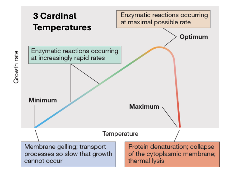 <p><strong>FALSE</strong></p><p>Optimum temperature typically lies closer to <u>max</u> than to <u>min</u></p>