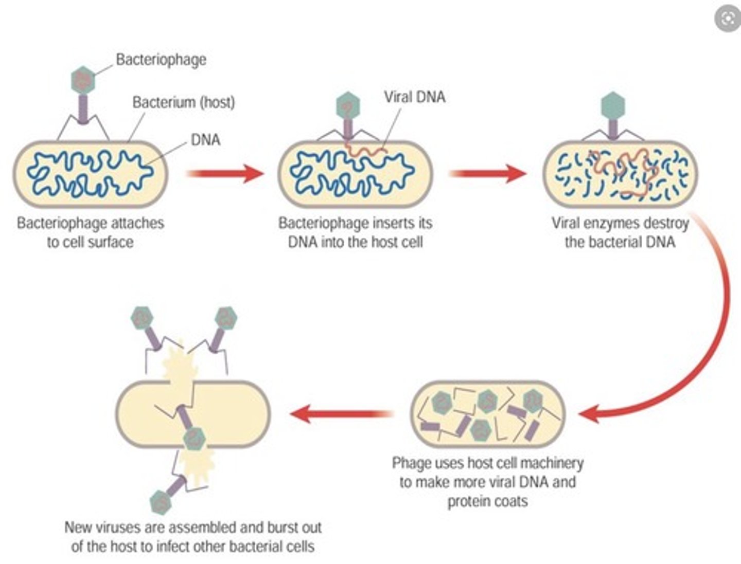 <p>- the virus attaches to a complementary host cells receptor proteins using their attachment proteins<br>- its genetic material is released into the cell<br>- the genetic material is replicated by the cells machinery<br>- the viral components assemble<br>- this happens many times until the number of viruses cause the cell to burst releasing the viruses</p>
