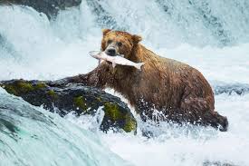 <p>The levee will keep animals and organisms safe that would be harmed by a flooded environment. A negative affect is that animals that rely on the coast for aquatic food would no longer have access</p>