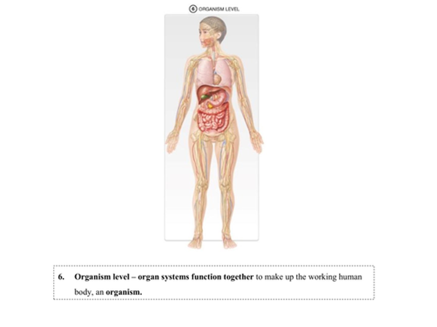 knowt flashcard image