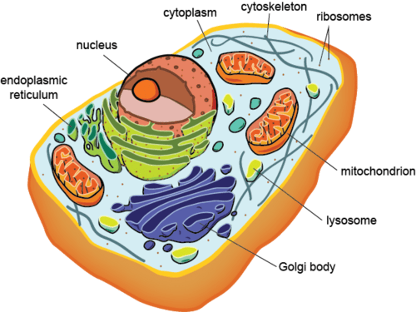 <p>cells with nucleus and membrane bound organelles</p>