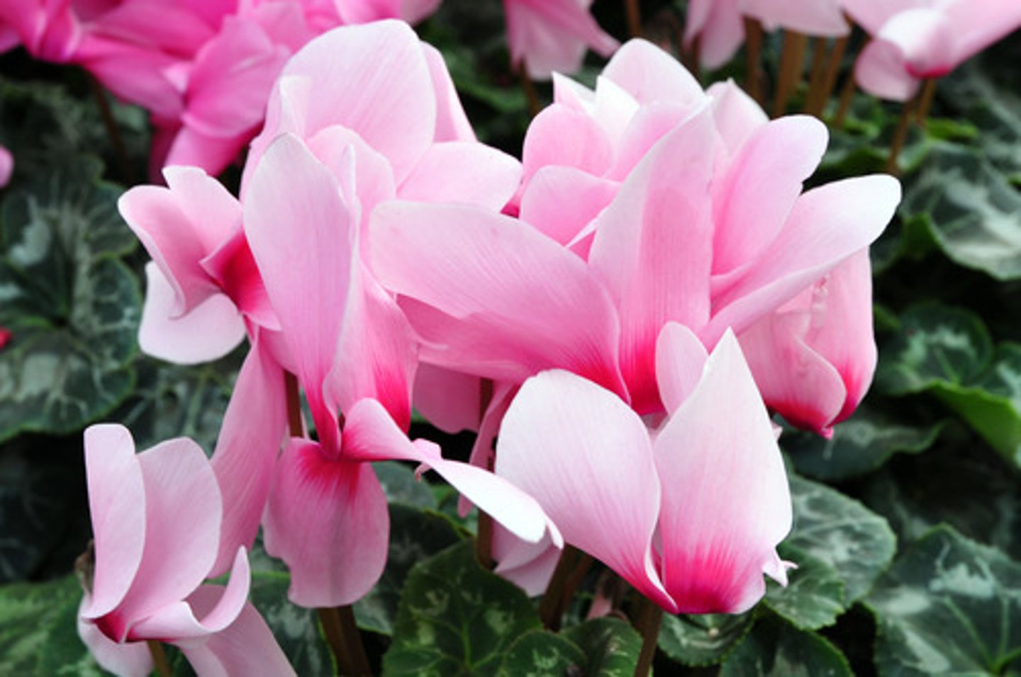 <p>Margin has very fine teeth and a halo of light color</p><p>Flowers can be a variety of colors, flowers fold up</p><p>Very coarse leaf</p>