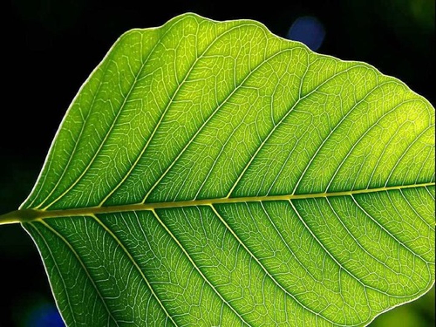 <p>In the leaves, specifically within chloroplasts.</p>