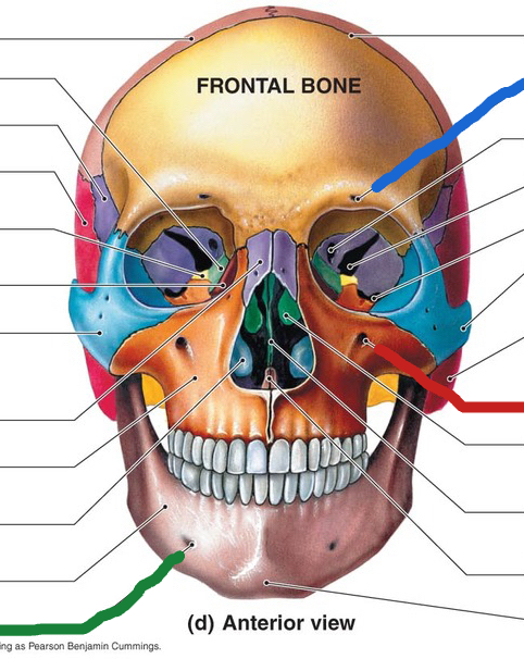 <p>mental foramen (anterior view)</p>