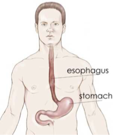 <p>Tube connecting the pharynx to the stomach </p><p>approximately 24 cm long; lined with circular and longitudinal muscles which work to move food in ONE direction (down)</p><p></p>