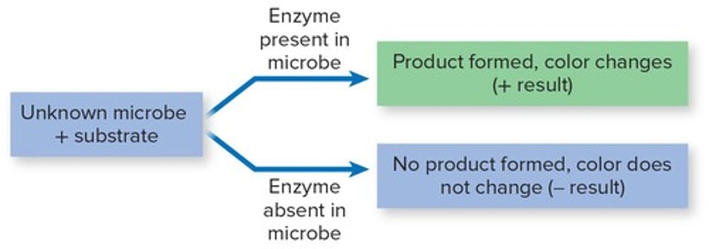 <p>It visualizes enzyme-mediated metabolic reactions through color changes in culture media.</p>