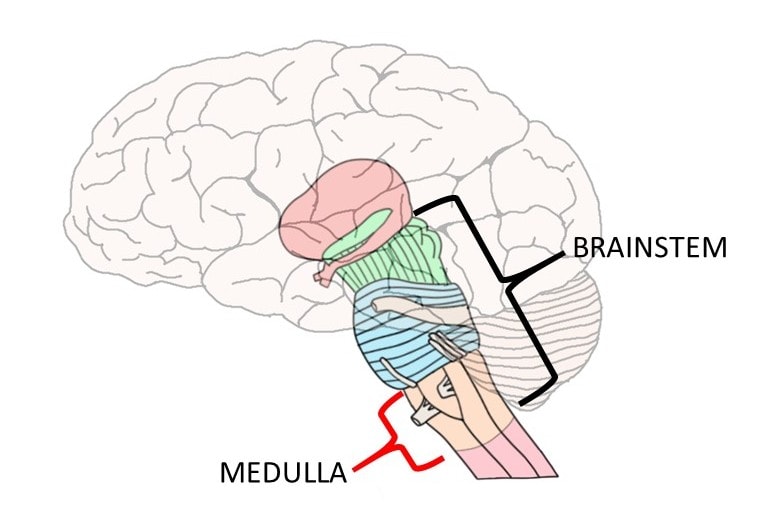 <p>in brainstem, controls heartrate, breathing</p>