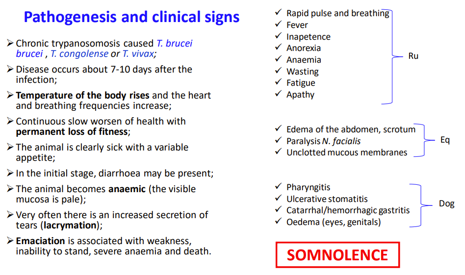 <p><strong>SALIVARIA</strong></p><p><strong><u>Animal African Trypanosomes</u></strong></p><p><strong><mark data-color="blue" style="background-color: blue; color: inherit;"><span>Nagana disease – chronic</span></mark></strong></p><p><em><span>T. congolense</span></em></p><p><em><span>T. vivax</span></em></p><p><em><span>T. brucei brucei</span></em></p><p><span> </span></p><p><strong>FH</strong>: Bo, Eq, Pig, Car, Camel (wild African game). Mainly affect cattle.</p><p><strong>Vector</strong>: Tsetse fly (glossina spp). Cyclic transmission. Glossina flies are viviparous, lifespan 14 days.</p><p><strong>Location</strong>: Blood vessels</p><p><strong>Life</strong> <strong>cycle</strong>: Vector takes a blood meal from infected FH -> Ingestion of infective <span>trypomastigote</span> -> develops into <span>Epimastigote</span> and binary fission -> migrate salivary glands -> <span>trypomastigote</span> -> inject the parasite into the blood stream of FH -> multiplies by binary fission in blood, lymph and spinal fluid.</p><p>equi- paralysis facialis , edema in scrotum (ventral idema general)</p><p><strong>Pathogenesis and clinical signs:</strong> weakness and lethargy → weight loss and anaemia (due to parasite releasing phospholipase that damages the erythrocyte membranes).</p><ul><li><p>Increased body temperature, HR and BR.</p></li><li><p>Discharge from eyes.</p></li><li><p> enlargement of lymph nodes. - prescapular lymph in bo</p></li><li><p>eq- edema pre + paralys of facialis</p></li><li><p>Diarrhea may be present at initial stage. Disease occurs about 7-10 days after infection.→ death.</p></li></ul><p><strong>Diagnosis</strong>: Low haematocrit (decreased amount of RBC), leukopenia, thrombocytopenia. </p><ul><li><p>Microscopic detection in blood, spinal fluid or lymph node aspiration -> Giemsa-stained smears.</p></li></ul><ul><li><p>Serology: ELISA. PCR.</p></li></ul><p><strong>Treatment</strong>: Diminazene aceturate, isometamidium chlorid (toxic for horses and camels), melarsomine.</p><ul><li><p>some breeds of bo, -trypano-tolerance. eks: dama</p></li><li><p><em>T. brucei </em>brucei is a natural parasite of wild Africa - non-infective to humans. Prevention is control of vector (insecticides) and permanent monitoring.</p></li></ul><p><strong> </strong></p><p><strong><mark data-color="blue" style="background-color: blue; color: inherit;"><span>Surra disease –</span></mark><span> </span></strong><span>chronic</span></p><ul><li><p>Surra and Dourine – are listed by WOAH</p></li></ul><p><em><span>T. brucei evansi</span></em></p><p><strong>FH</strong>: Eq, camel, dog, cattle and elephants </p><p><strong>Vector</strong>: Tabanidae (horse fly), vampire bats.</p><p><strong>Location:</strong> Extracellular</p><p><strong>Epizootology: </strong>Non-cyclic transmission (no parasite development inside vector). Mainly transmitted by vector sucking blood and iatrogenic (reuse of needle).</p><ul><li><p>BUT in dogs, ingestion of contaminated meat or blood.</p></li></ul><p><strong>Life</strong> <strong>cycle</strong>: </p><p><strong>Pathogenesis and clinical signs:</strong></p><ul><li><p><span>Camels, dogs and horses</span> - susceptible usually severely affected.</p></li><li><p>Fever, progressive anemia + weakness and weight loss, lower body edema, <strong>patchy haemorrhages in conjunctiva</strong>, vaginal mucosa etc. l<strong>ocomotor disturbances, CNS disorders (Paralysis, paresis).</strong></p></li><li><p><span>Dogs</span>: rapid acute course: Death within a week or month.</p></li></ul><p><strong>Diagnosis</strong>: Blood smears, lymph node aspiration. Haematocrit. ELISA, PCR. </p><p><strong>Treatment</strong>: Suramin + vector control.</p><p><strong><span> </span></strong></p><p><strong><mark data-color="blue" style="background-color: blue; color: inherit;"><span>Dourine disease –</span></mark><span> chronic</span></strong></p><p><em><span>T. brucei equiperdum</span></em></p><p><strong>FH</strong>: Horse, equids</p><p><strong>Location</strong>: free in mucous membrane, tissue, bloodstream and cerebrospinal fluid.</p><p><strong>Vector</strong>: none!</p><p><strong>Transmission</strong>: Sexual transmission by breeding.</p><p><strong>Life</strong> <strong>cycle</strong>: Binary fission in various tissues.</p><p><strong>Pathogenesis and clinical signs:</strong></p><ul><li><p>genital edema, neurological dysfunction and death.</p></li><li><p><strong>First signs:</strong> vaginal discharge + edema of vulva, perineum and mammary gland and ventral abdomen.</p><ul><li><p>Other: abortion, conjunctivitis, keratisis, vulvitis, vaginitis, polyuria,</p></li></ul></li><li><p><strong>Second stage 4-6 weeks - skin </strong>plaques . Muscular paralysis begins -nostrils and neck, extends to the pelvic limbs, and finally to all muscles;</p></li><li><p><strong>Third/End-stage</strong> is manifested by severe nervous disturbances - hyperalgesia, especially to pressure on the withers. Paralysis of the cranial nerves, facialis. </p></li><li><p>from mare to foal is transmitted via mucous membranes such as conjunctivae. Mare's milk ialso infectious. Semen and vaginal excreta highest numbers of parasites.</p></li></ul><p><strong>Diagnosis</strong>: Usually undetectable in blood. Rarely in urethral/vaginal mucus washing or scraping. Clinical signs supported by serology: ELISA, IFA, CFT</p><p><strong>Treatment</strong> <strong>and control</strong>: In many countries, treatment is forbidden and is not recommended because is can suppress clinical signs.</p><p>Melarsomine can be used. Examine horses before breeding, quarantine and euthanasia of horses with clinical symptoms. Control outbreaks, quarantine and eliminate infected equines.</p>