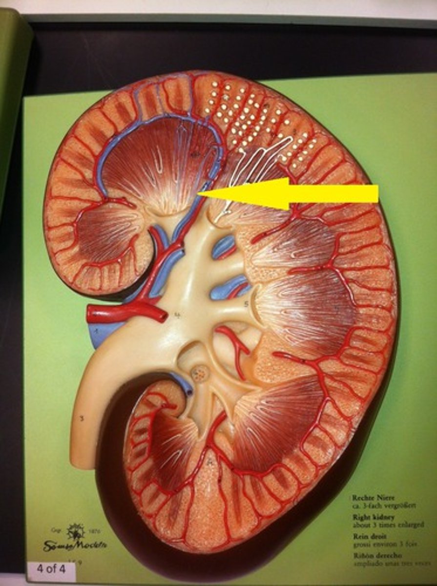 <p>move deoxygenated blood from arcuate vein to renal vein (blue)</p>