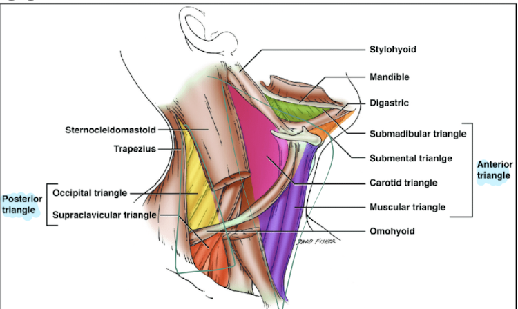 <ul><li><p>anterior triangle (diff unit)</p></li><li><p>posterior triangle (aka lateral cervical)</p><ul><li><p>contains: </p><ul><li><p>occipital triangle</p></li><li><p>omnoclavicular triangle </p></li></ul></li></ul></li></ul><p></p>