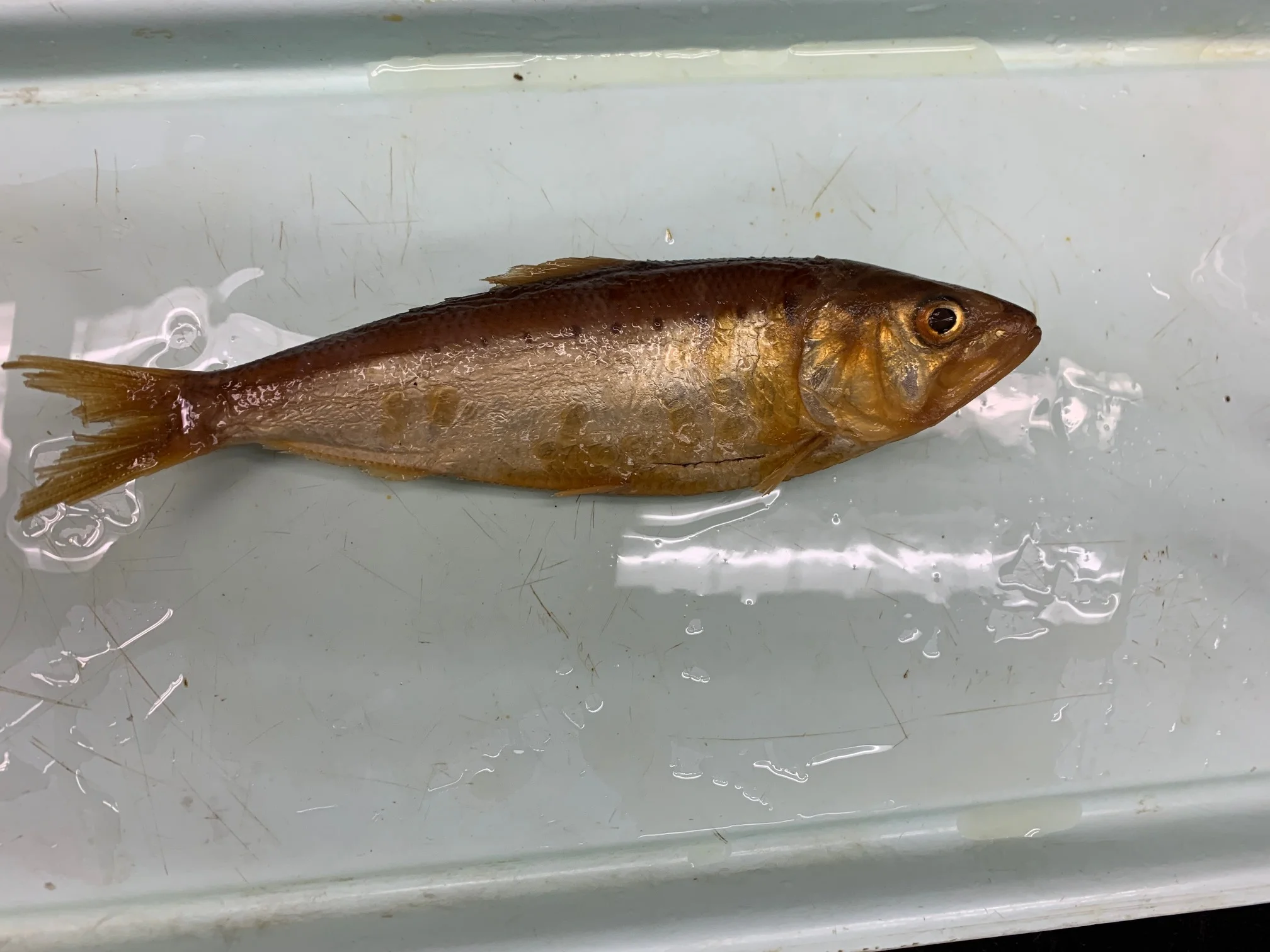 <p>What fish is this?</p>